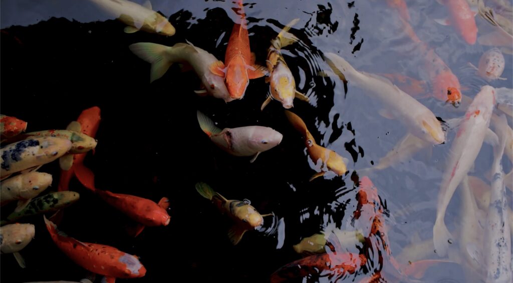 Water Recreation - Southern California water feature services